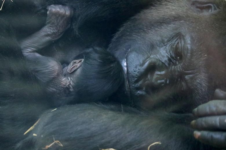 A new born baby Western lowland gorilla is seen with its mother Mambele at the Antwerp zoo in Antwerp, Belgium.   REUTERS/Yves Herman  